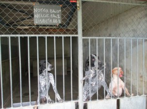 Pension des chiens en dressage