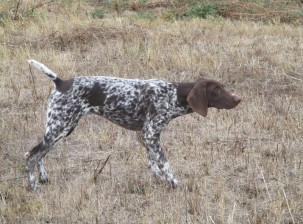 Une histoire de chasse