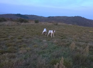 Une  belle journée de chasse